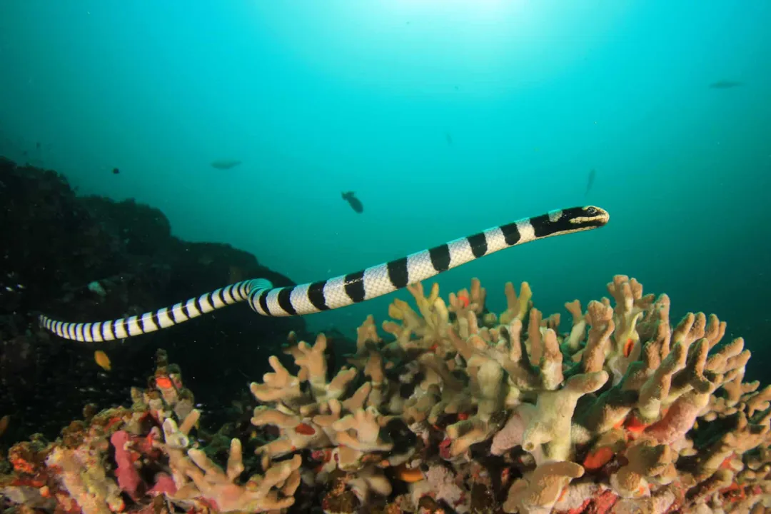 What is a sea snake classified as?, Elapid Family Ties