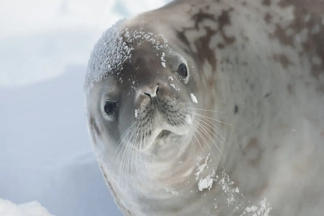 What is a seal's favorite food?, The Staple Prey