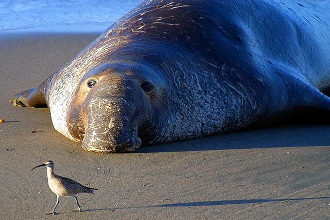 What is a seal's favorite food?, Foraging and Local Ecology