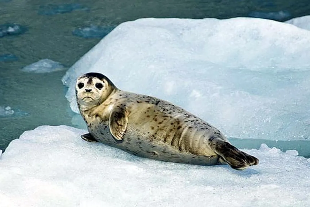 What is a seal's favorite food?, Species Distinction