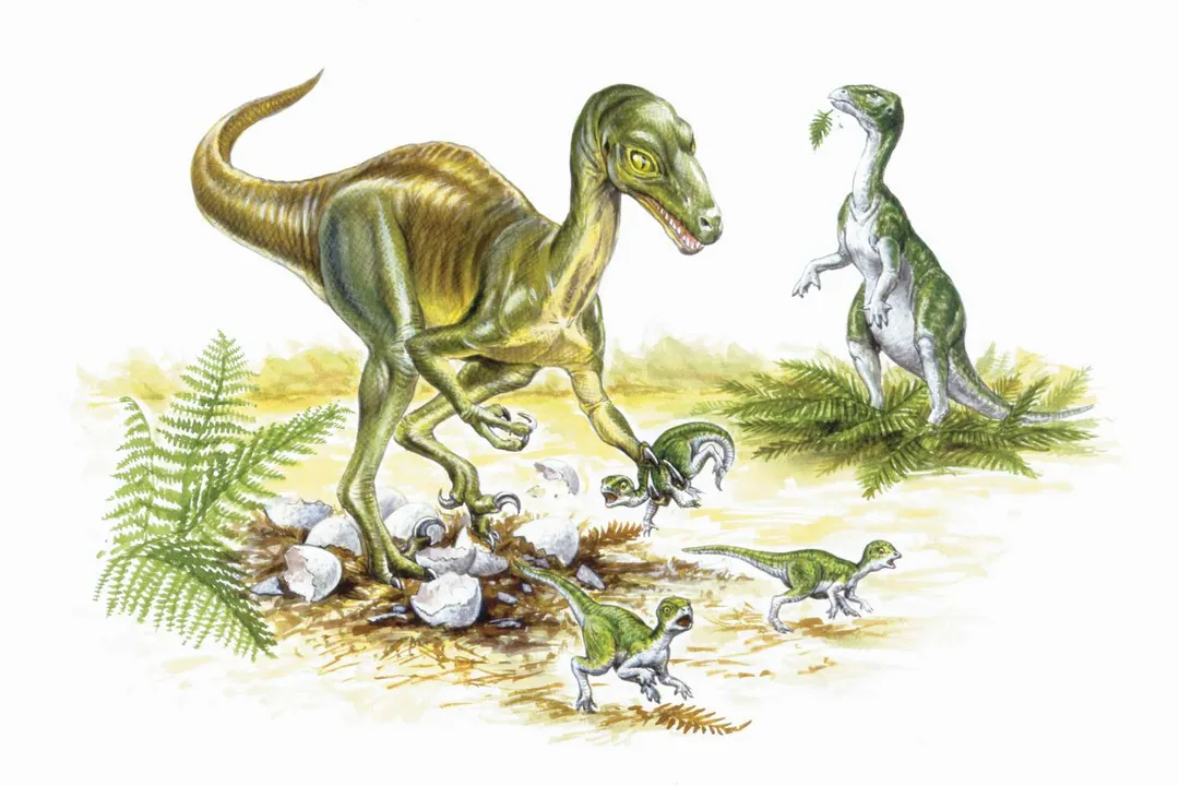 What is a Troodon diet?, Eye Size