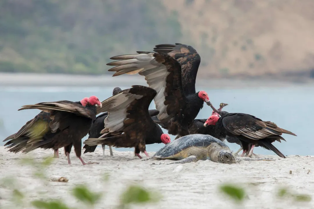 What specific characteristic of a carcass do Turkey Vultures generally show a preference for?
