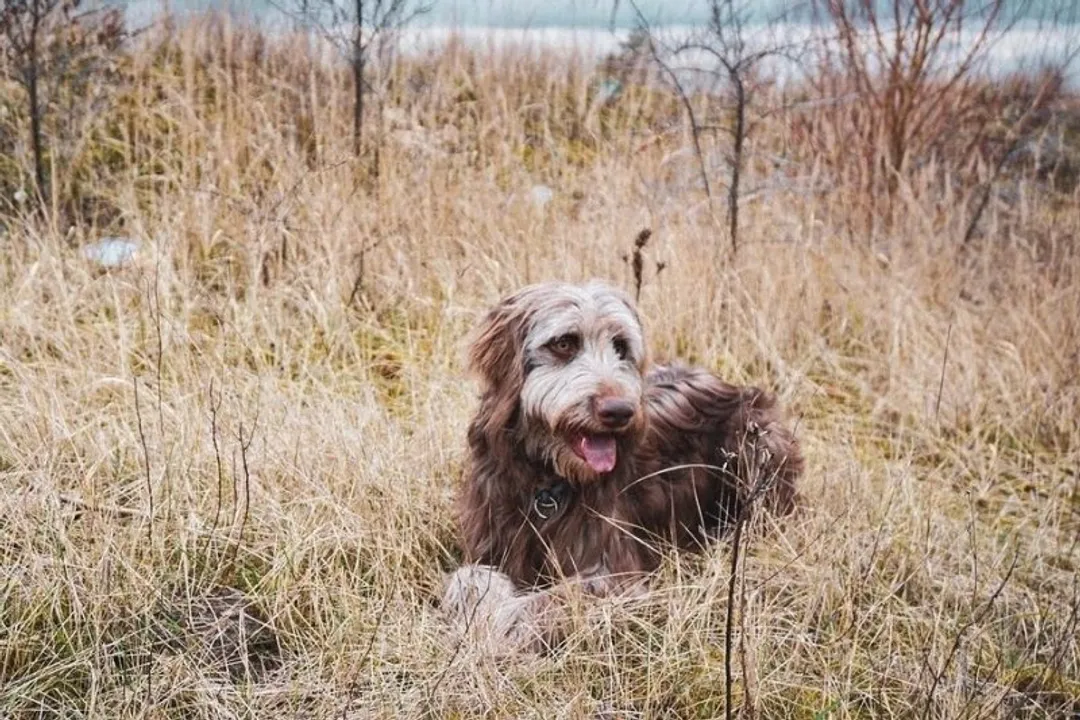 What is a Weimardoodle?, Daily Management