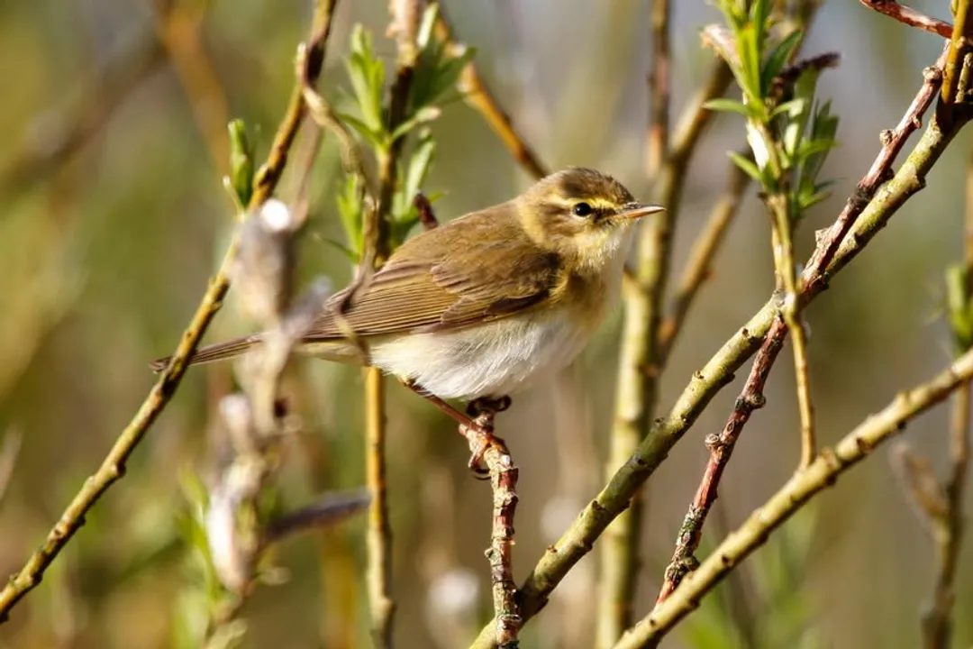 What is a willow warbler?, Subtle Dress