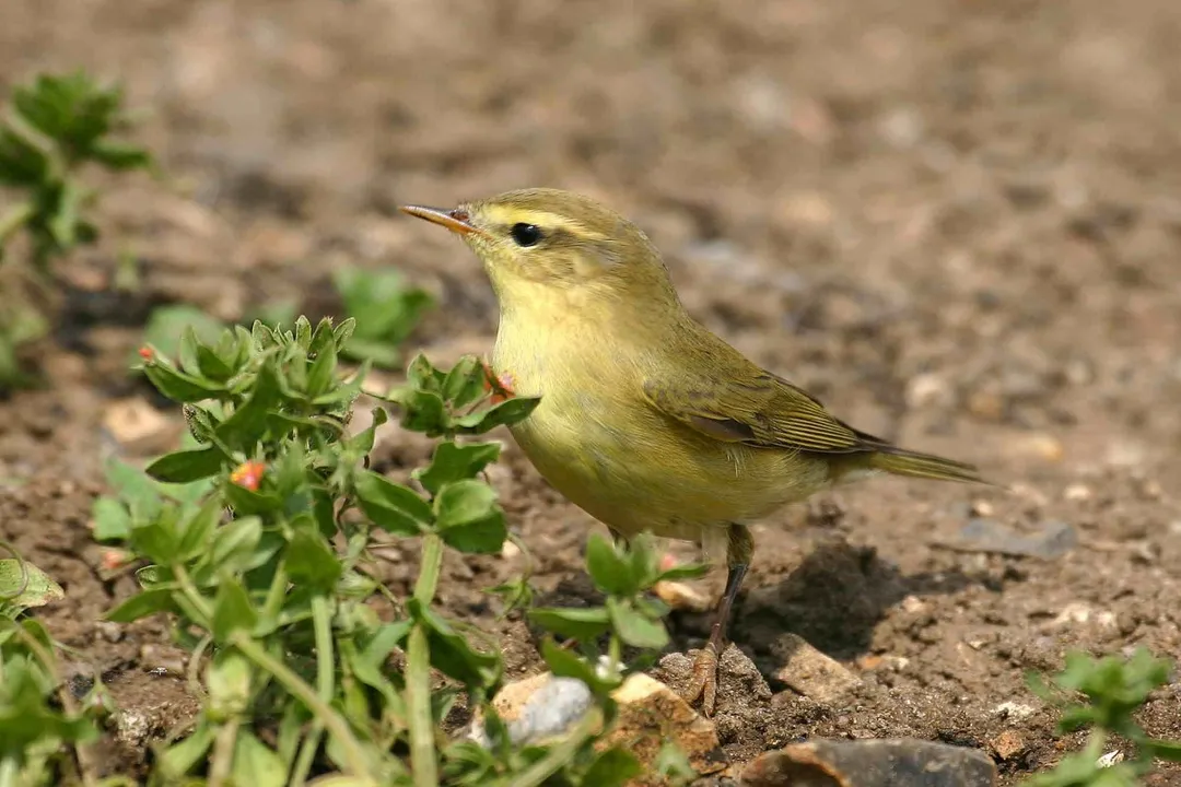 What is a willow warbler?, Feeding Habits