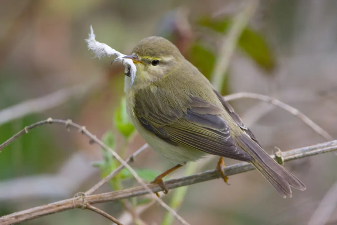 What is a willow warbler?, Distribution and Travel