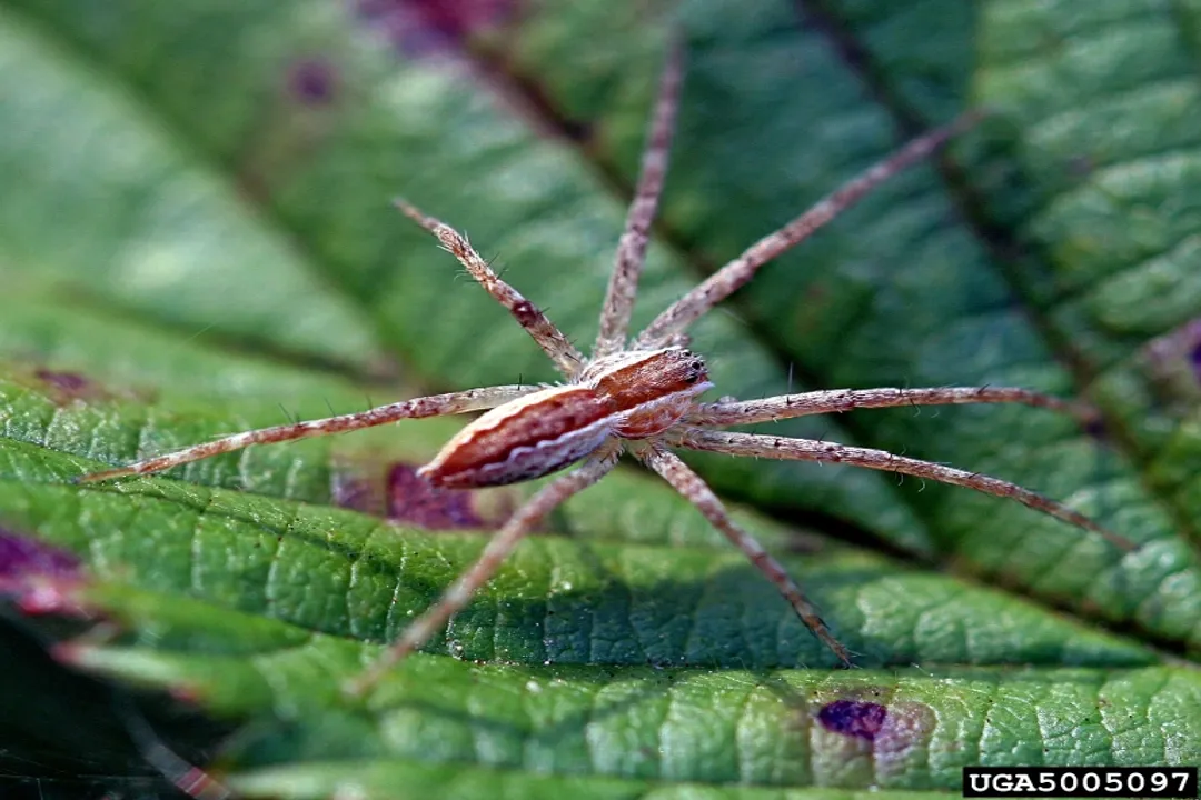 What is a wolf spider's favorite food?, Size Dynamics