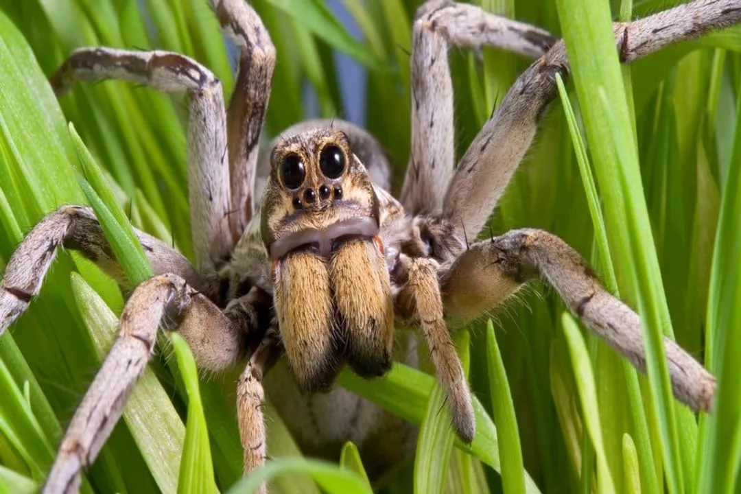 What is a wolf spider's favorite food?, Active Hunting