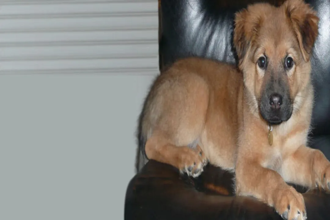 What is an Akita shepherd?