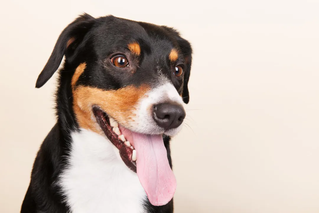 What is an Entlebucher Mountain Dog?