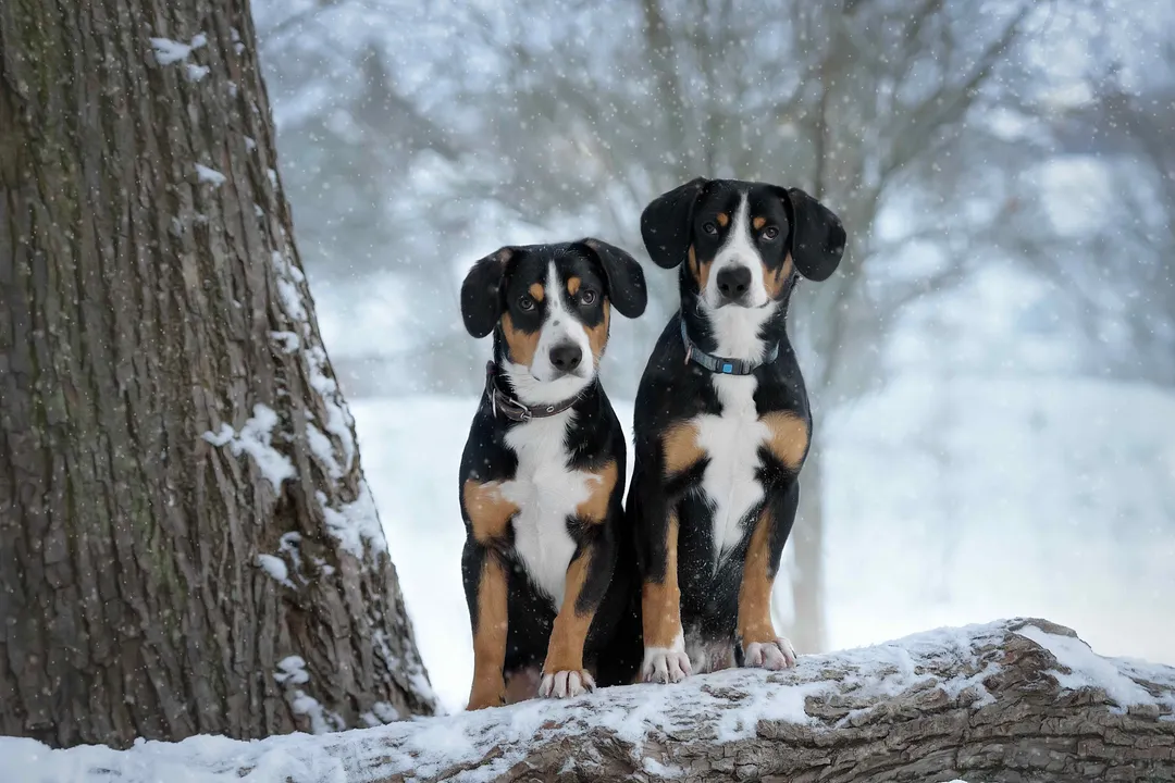 What is an Entlebucher Mountain Dog?, Physical Blueprint