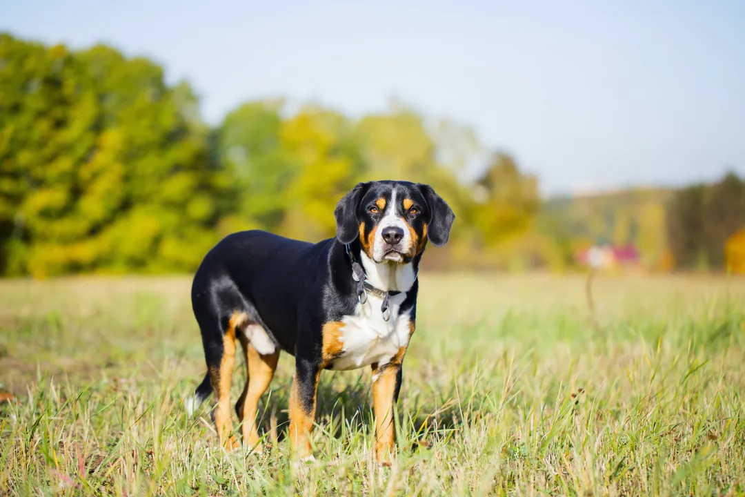 What is an Entlebucher Mountain Dog?, Daily Management Needs