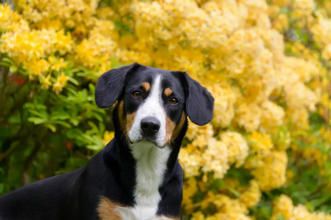 What is an Entlebucher Mountain Dog?, Mindset and Personality