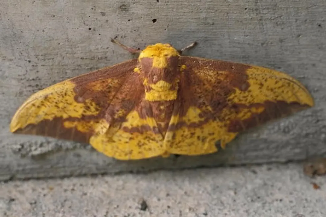 What is an imperial moth?, Wing Appearance