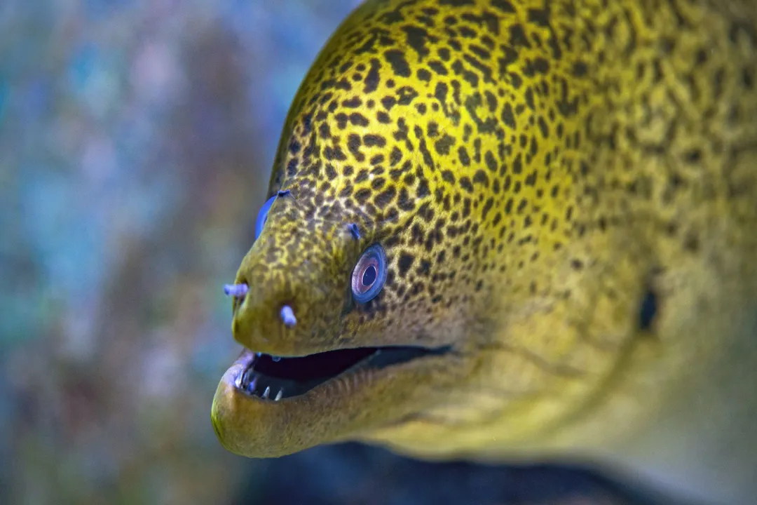 What is an interesting fact about an eel?, Skin Respiration