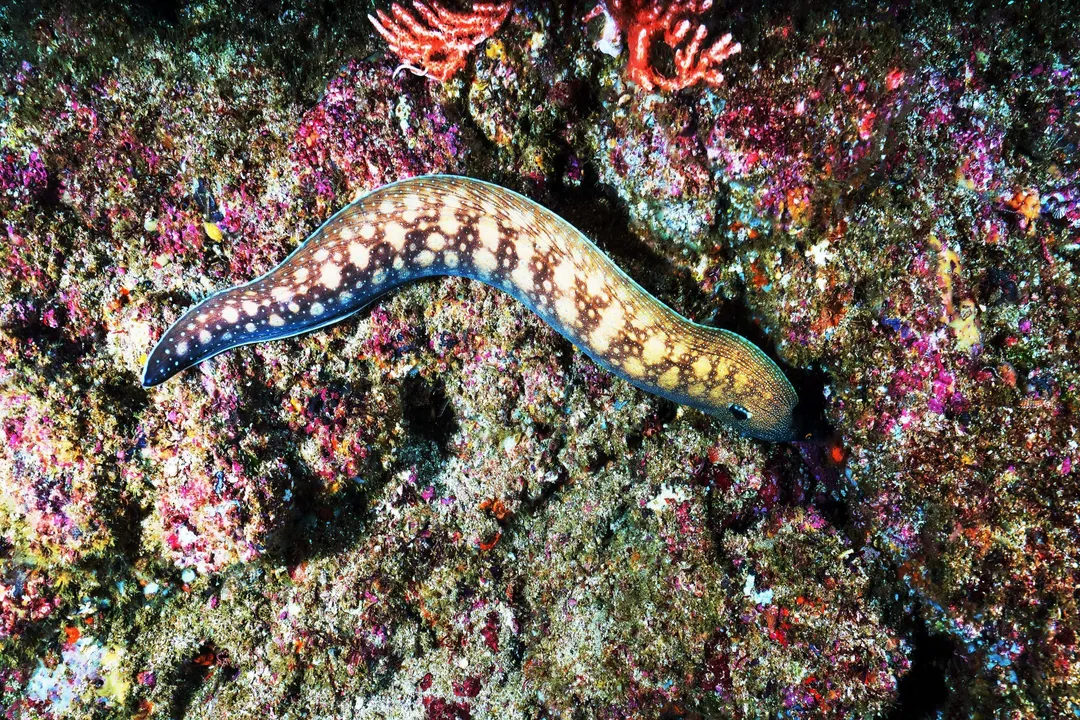 What is an interesting fact about an eel?, Specialized Predators