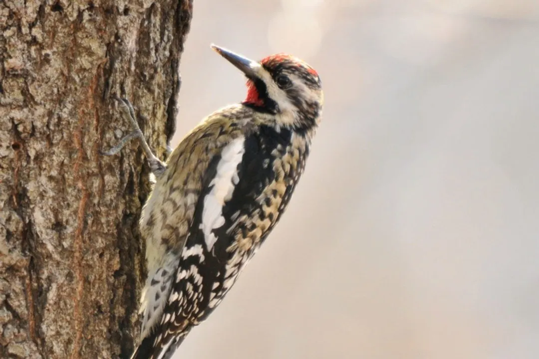 How do the structures left by the Yellow-bellied Sapsucker contrast with ragged excavations from a pileated woodpecker?