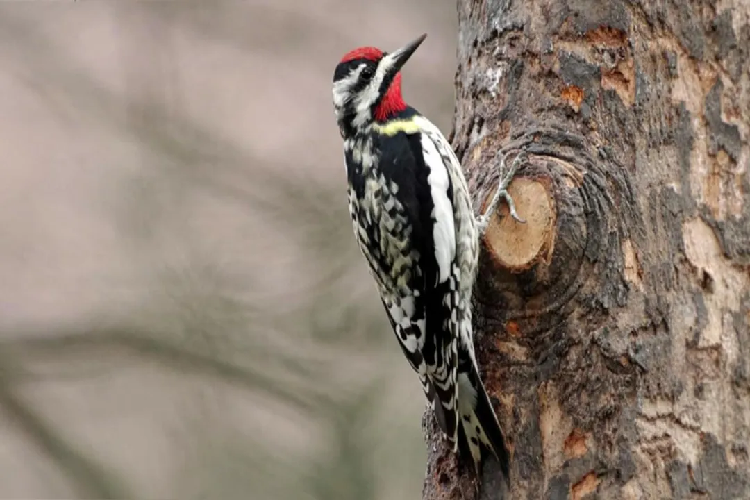 What is an interesting fact about Yellow-bellied Sapsucker?, Drilling Patterns