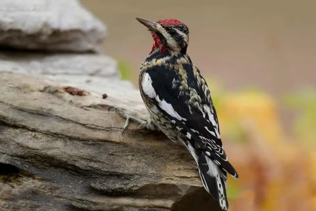 What is an interesting fact about Yellow-bellied Sapsucker?, Tree Selection