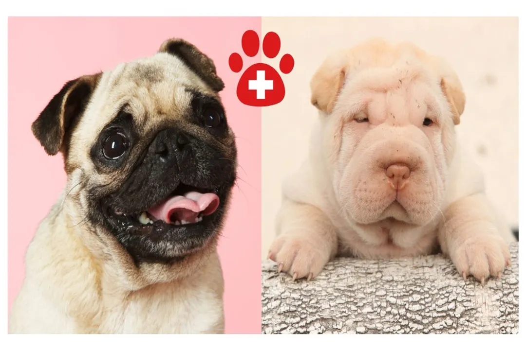 What is an Ori Pei?, Physical Traits