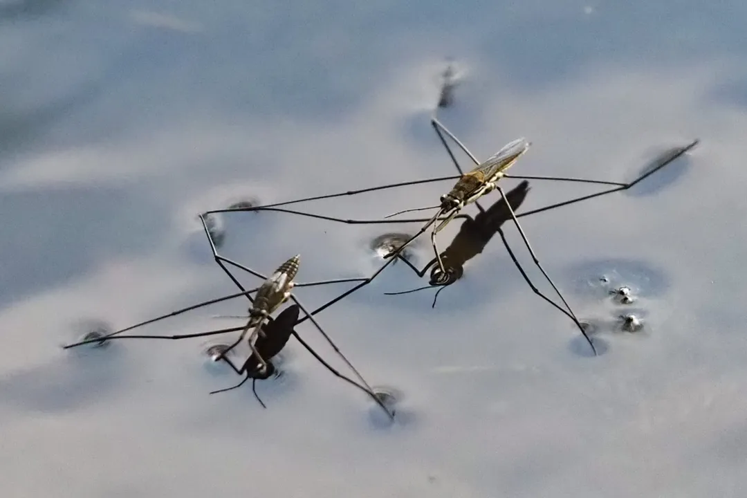 What is another name for a pond skater?, Naming Conventions
