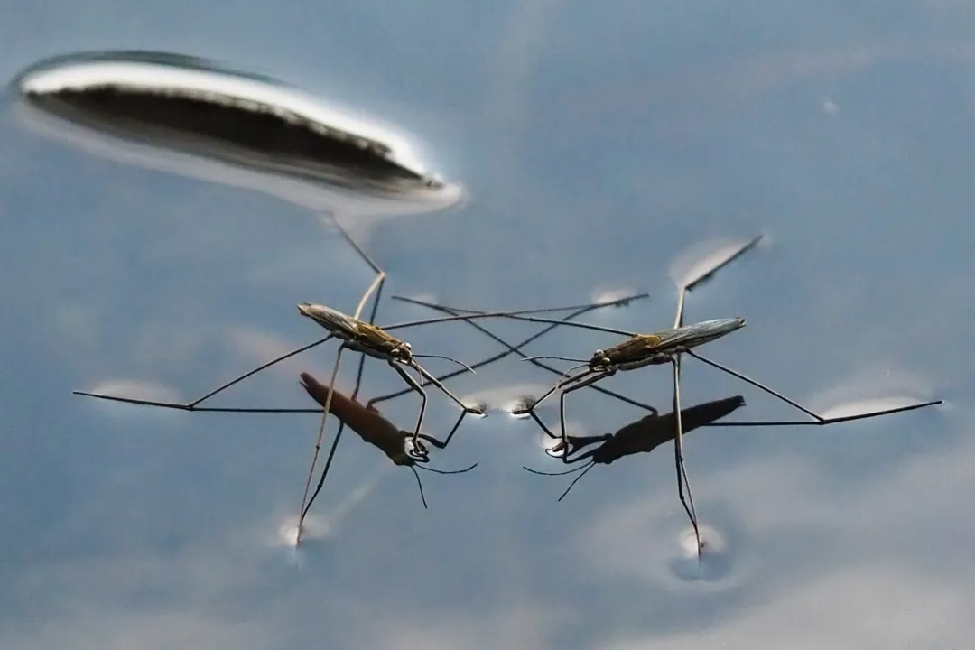 What is another name for a pond skater?, Surface Mechanics