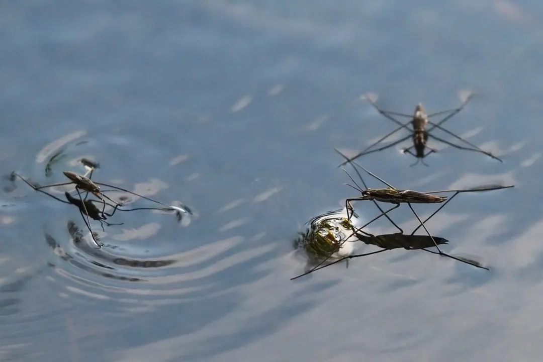 What is another name for a pond skater?