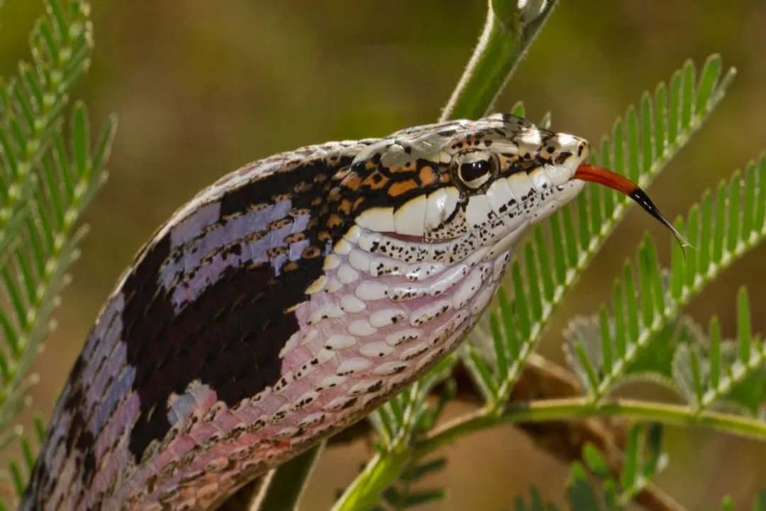 What is another name for a twig snake?, Scientific Names
