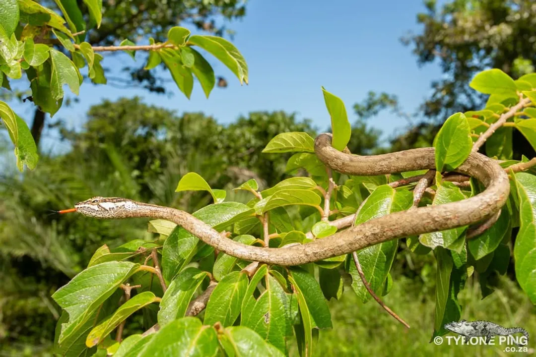 What is the most widely accepted alternative common name for the animal colloquially known as the twig snake?