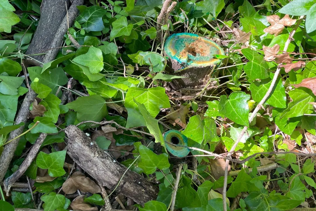 What is being done to stop the tree-of-heaven?, Regulatory Response