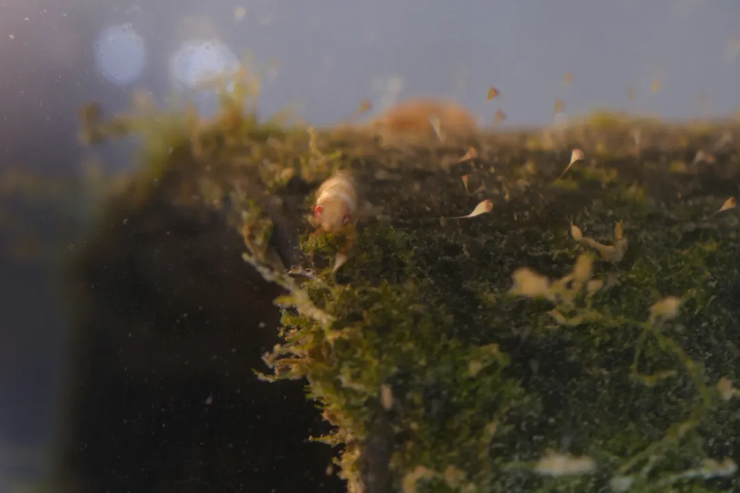 What is bluegill's favorite food?