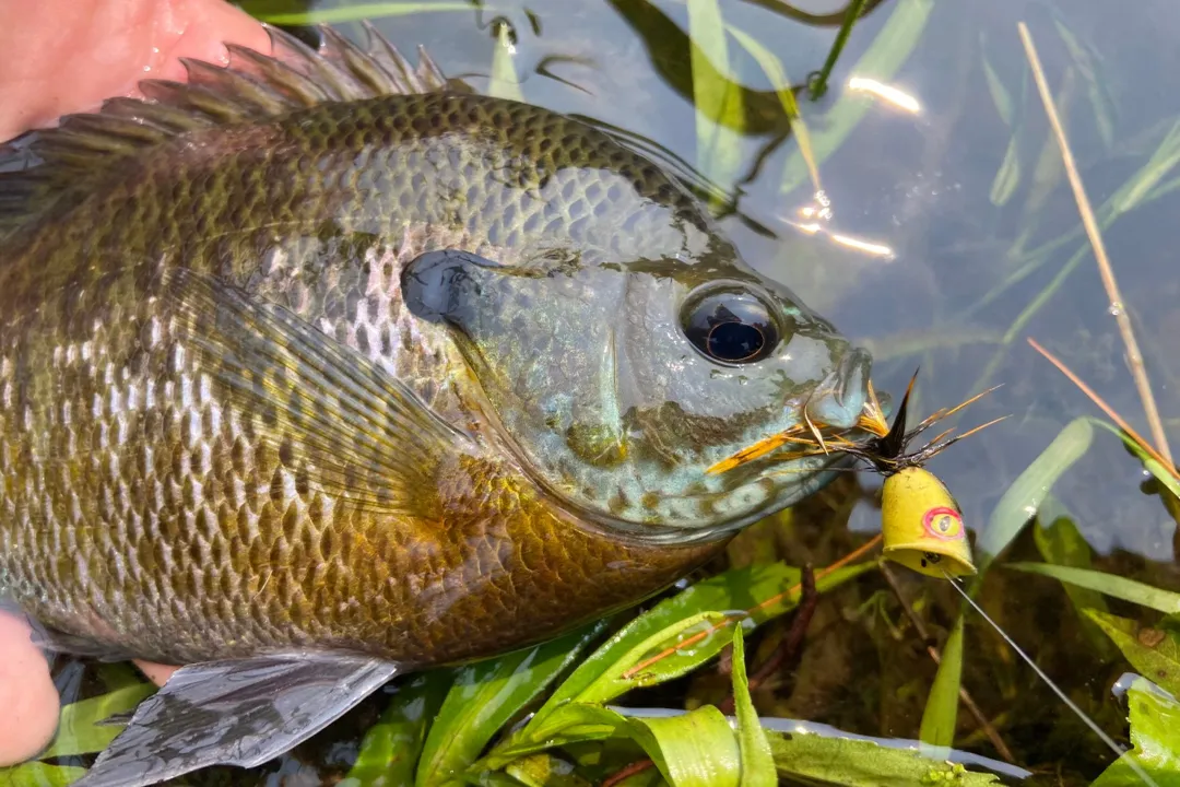 What is bluegill's favorite food?, Wild Food Sources