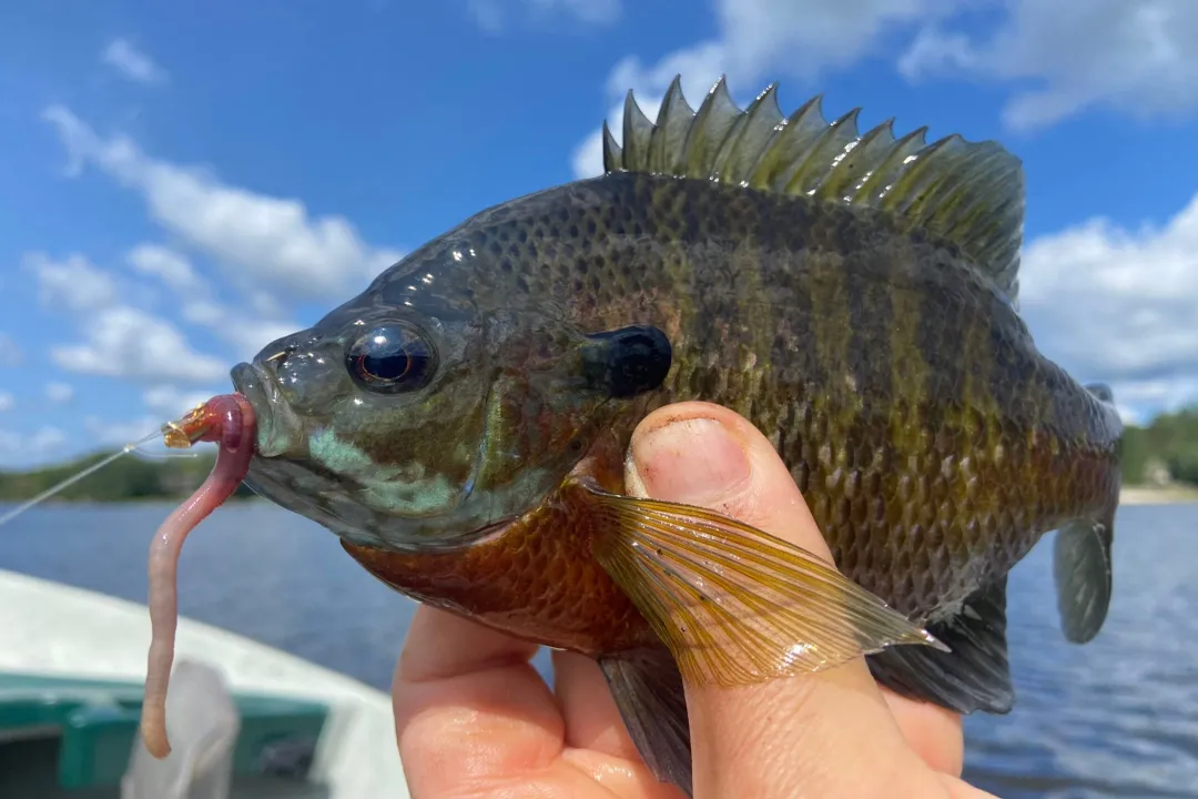 What is bluegill's favorite food?, Omnivore Habits