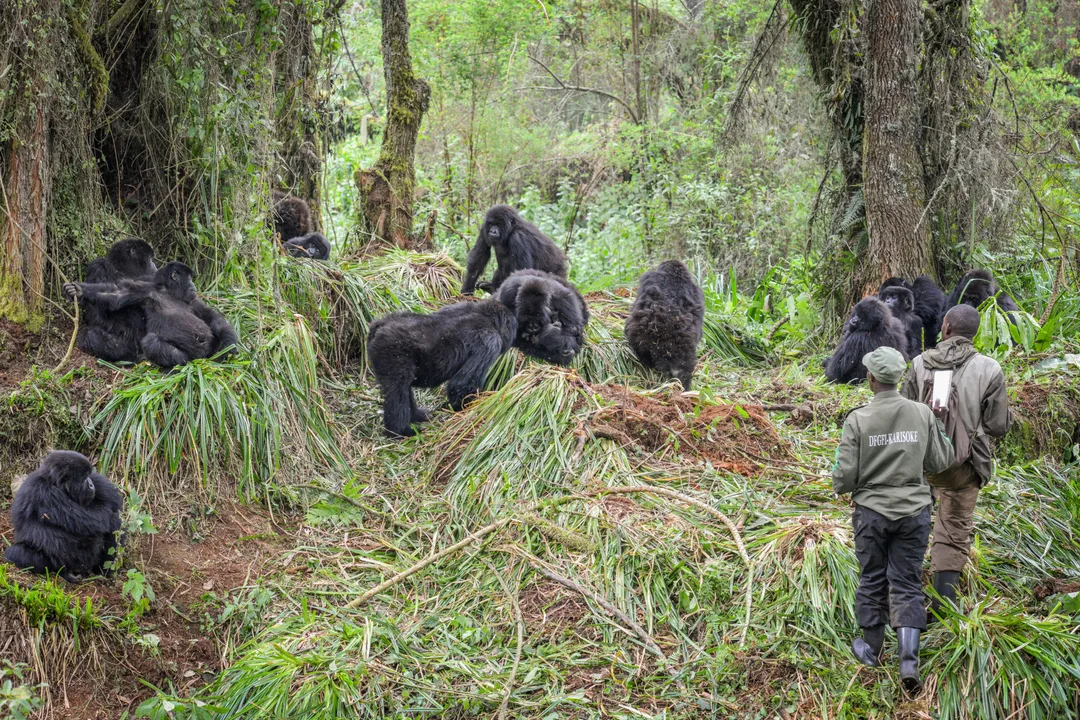 What is classified as the gorilla group?, Subspecies Differences
