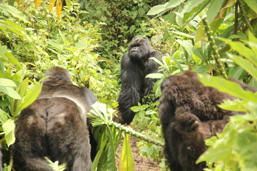 What term describes younger males in a group who have not yet developed their silver saddle marking?