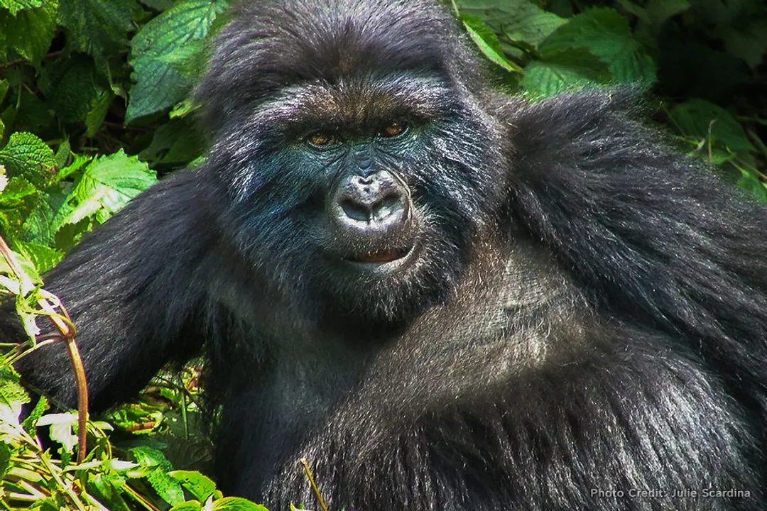 What is classified as the gorilla group?, Typical Structure