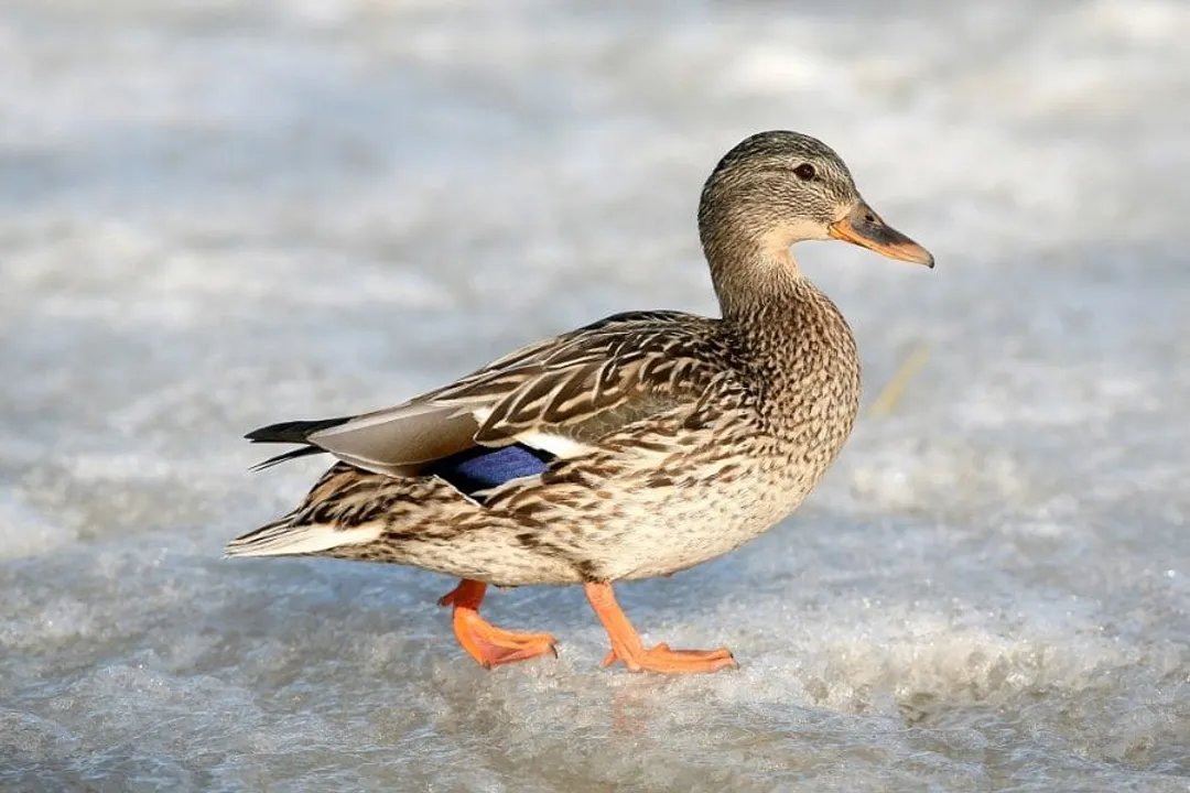 What is duck classified as?, Family Group