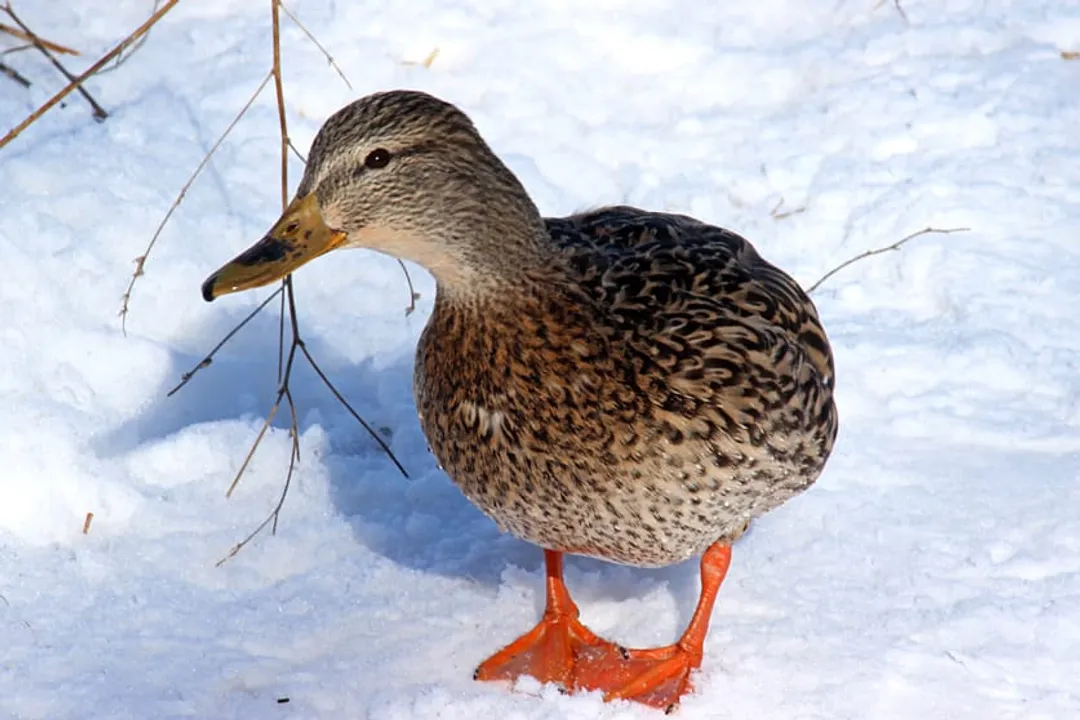 What is duck classified as?, Physical Traits