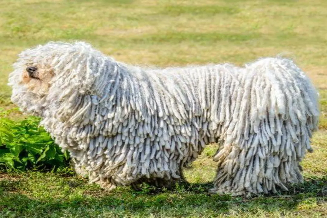 What is good about Komondor?, Guardian Instinct