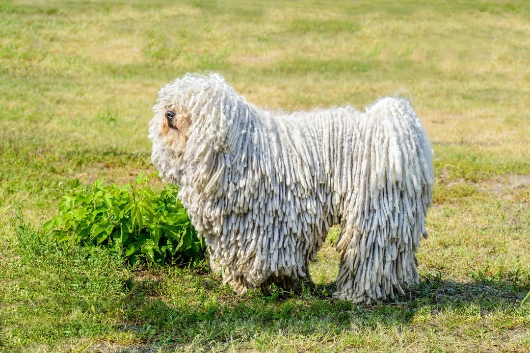 What is good about Komondor?, Distinctive Coat