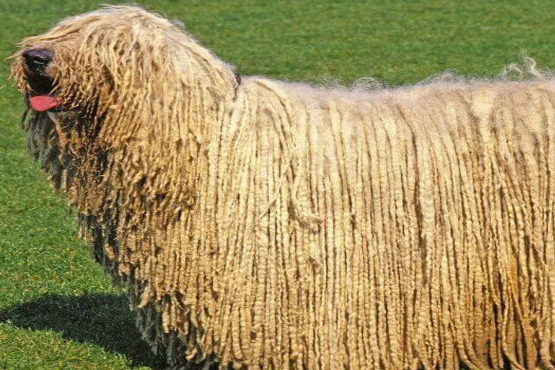 What is good about Komondor?, Family Bonds