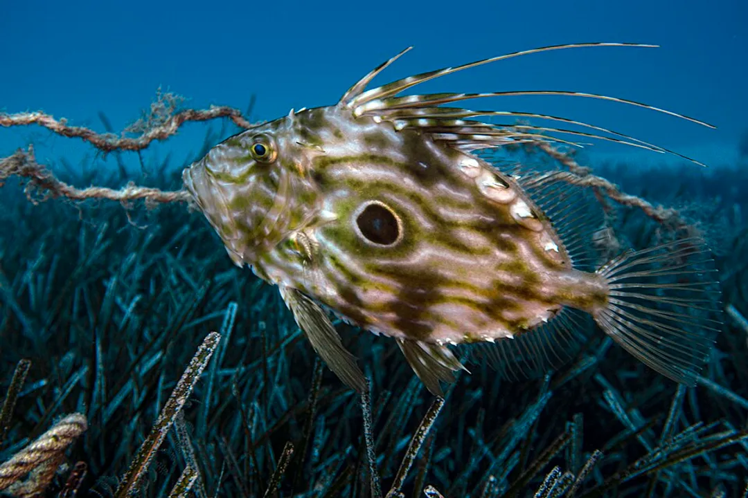 What is John Dory called in the US?