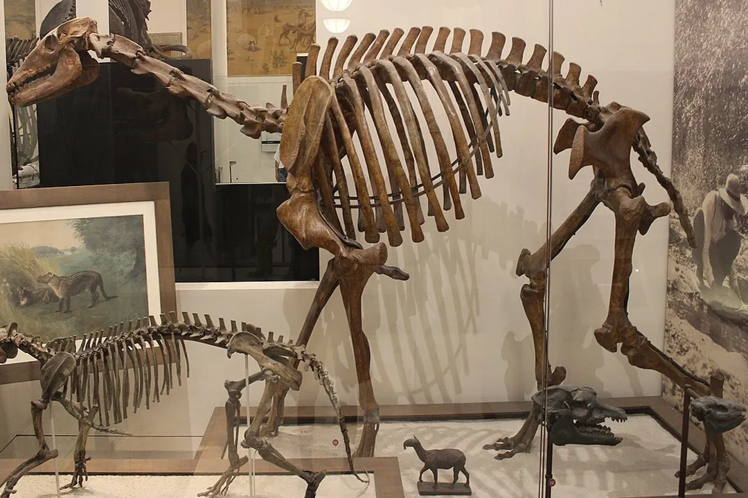 What is Macrauchenia's closest relative?