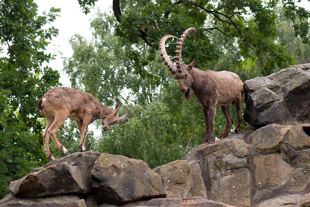 What is Siberian ibex?
