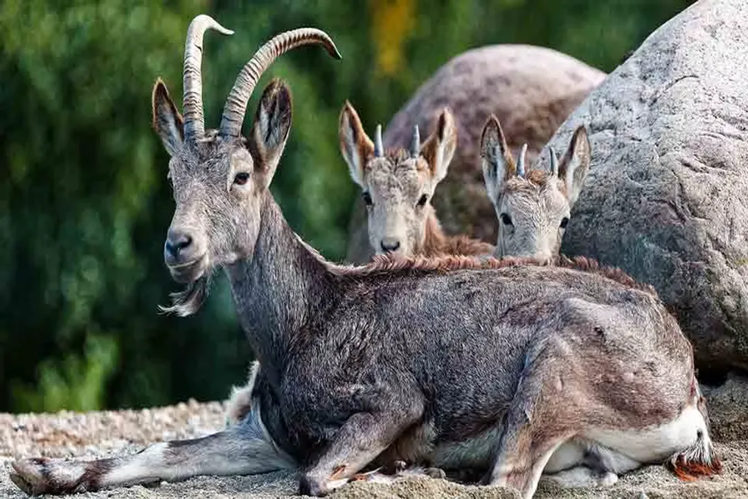 What is Siberian ibex?, Horns and Coat