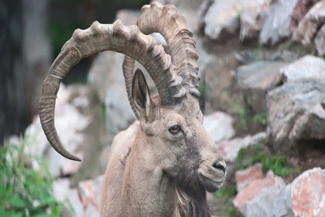 What is Siberian ibex?, Range and Terrain Mastery