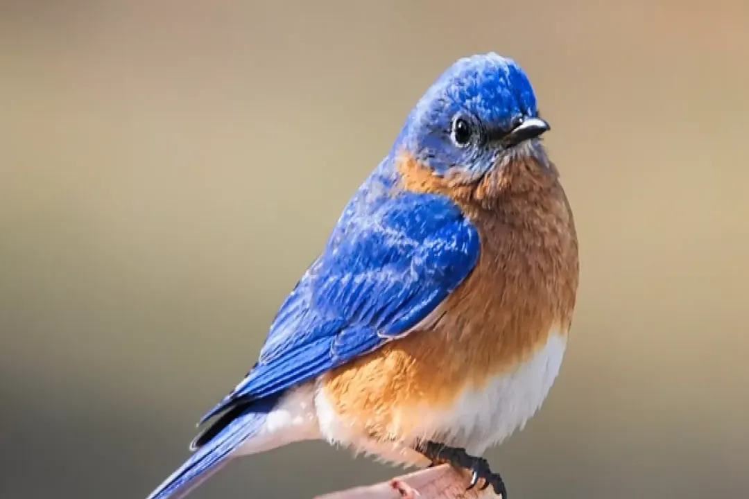 What is so special about a blue bird?, Dietary Shifts