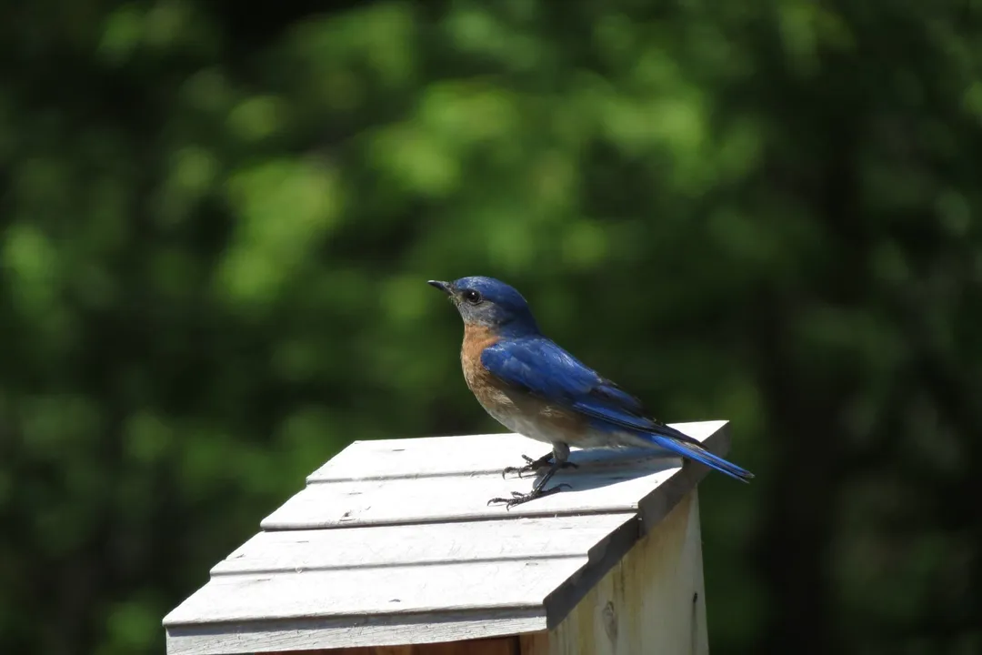 What is so special about a blue bird?, Nesting Habits