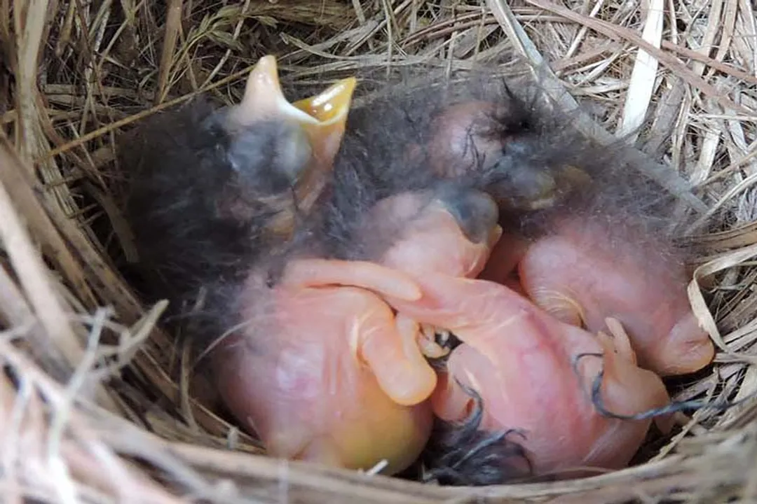 What forms the bulk of a bluebird's diet during the warmer months?
