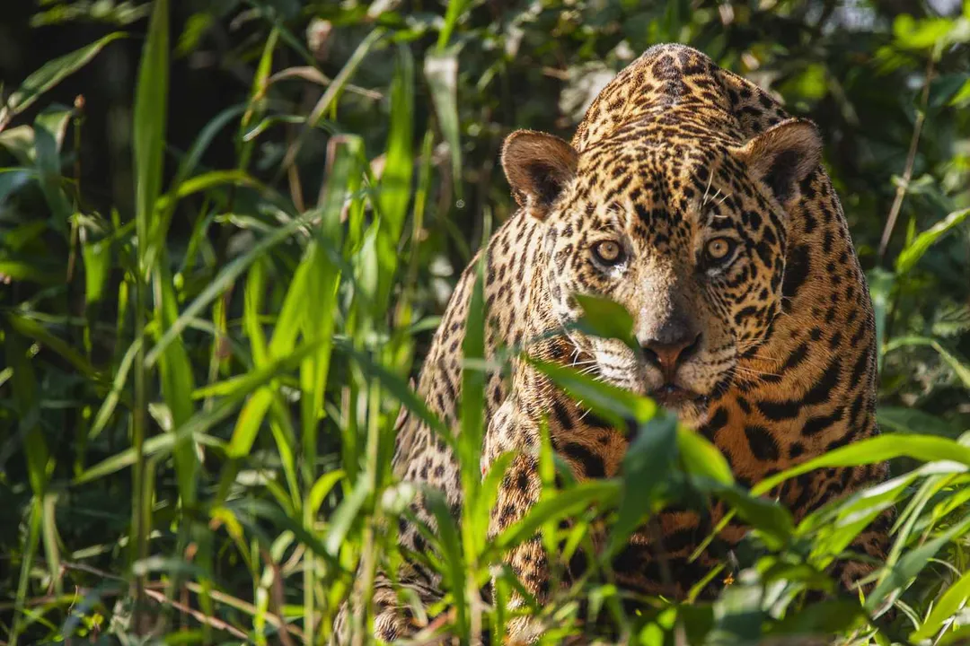 What is so special about jaguar?, Water Affinity